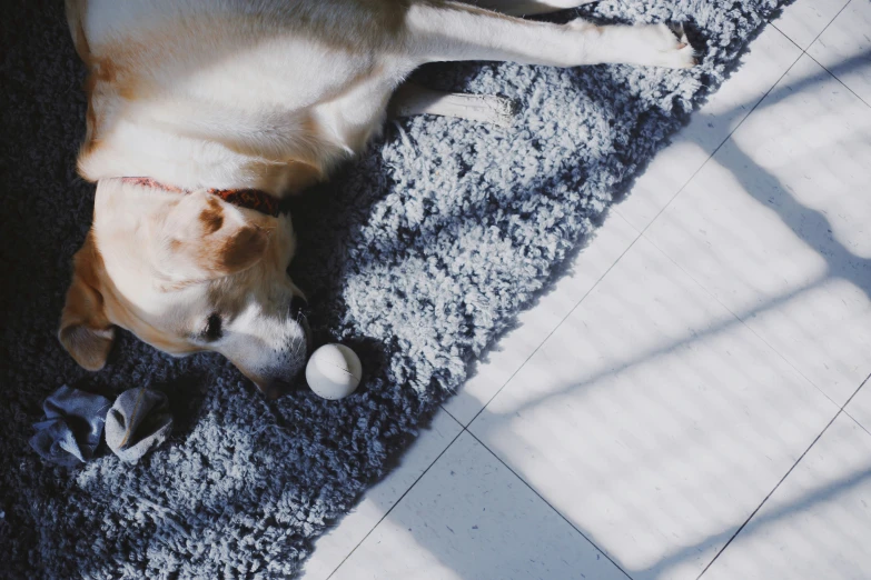 a dog laying on the carpet near a pair of shoes