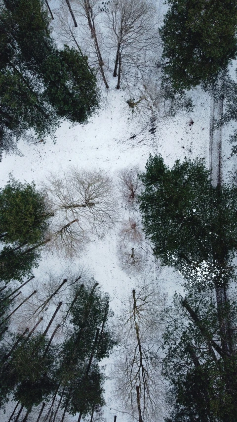 looking down at snow covered trees in the middle of nowhere