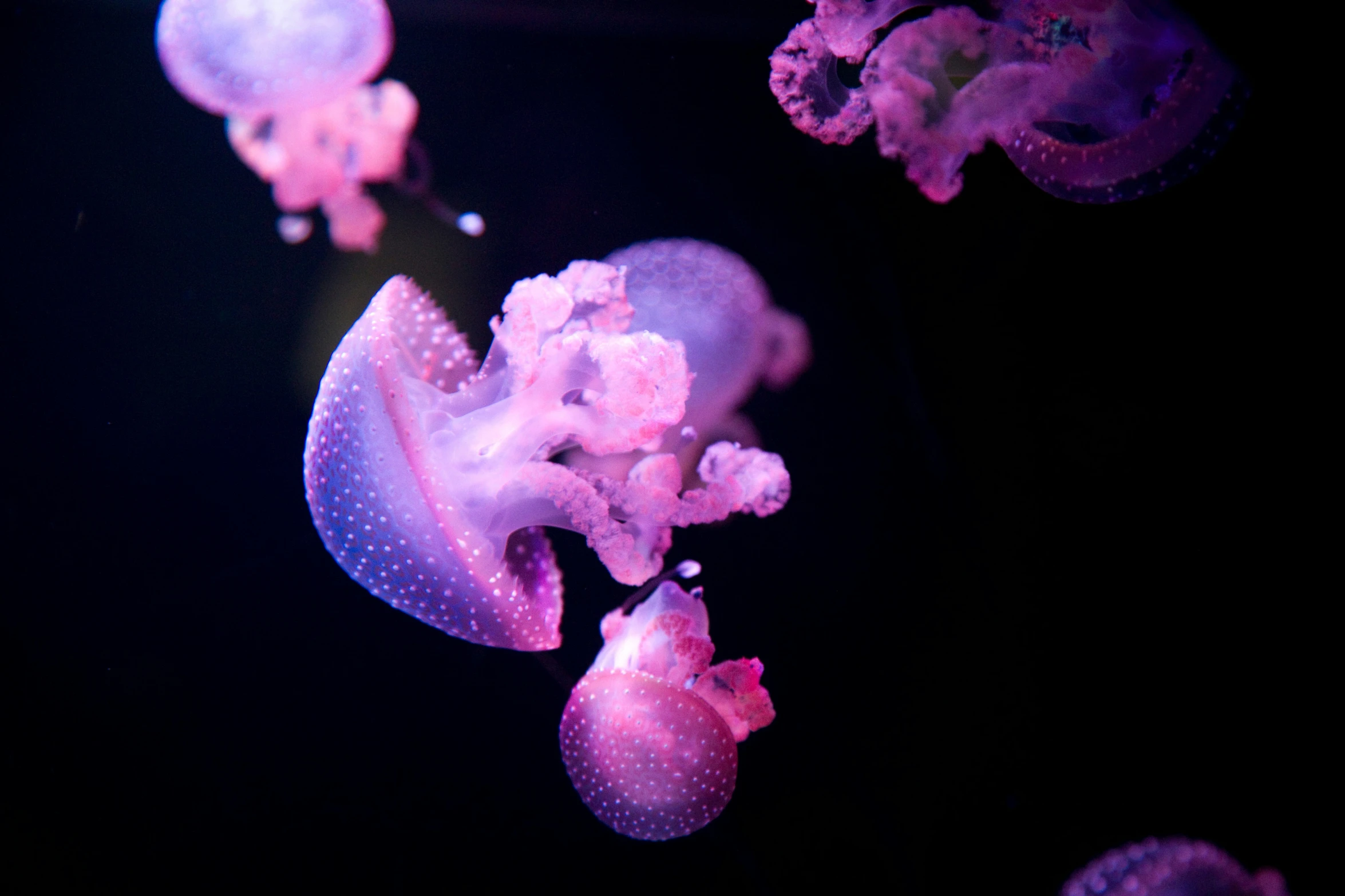 purple and white jellyfish floating in the water