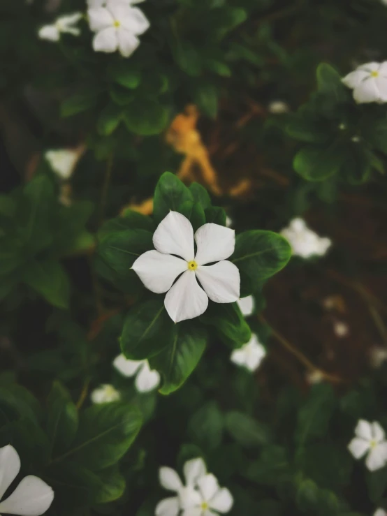 some white flowers in a green plant filled with leaves