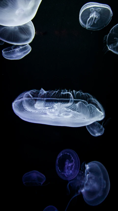 some jellyfish floating in the water and under it