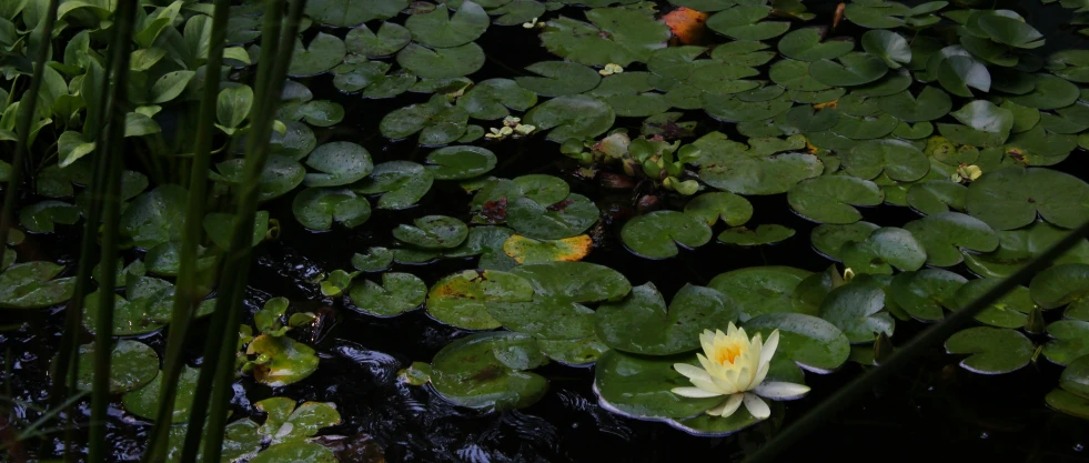 the leaves and flowers are yellow with white centers