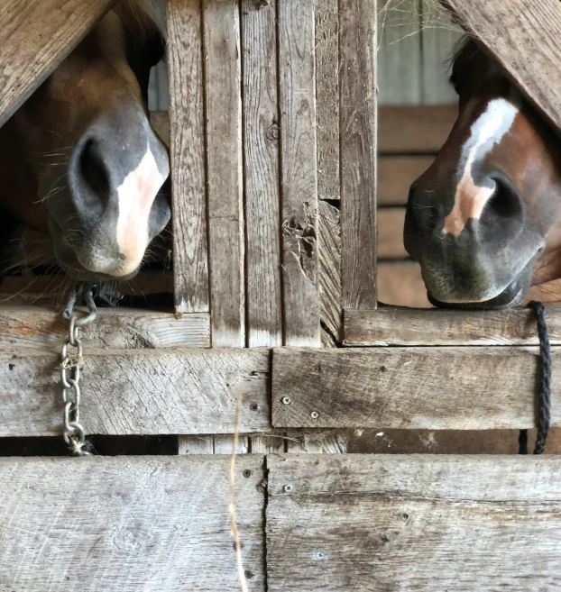 two horses are poking their heads over some chains