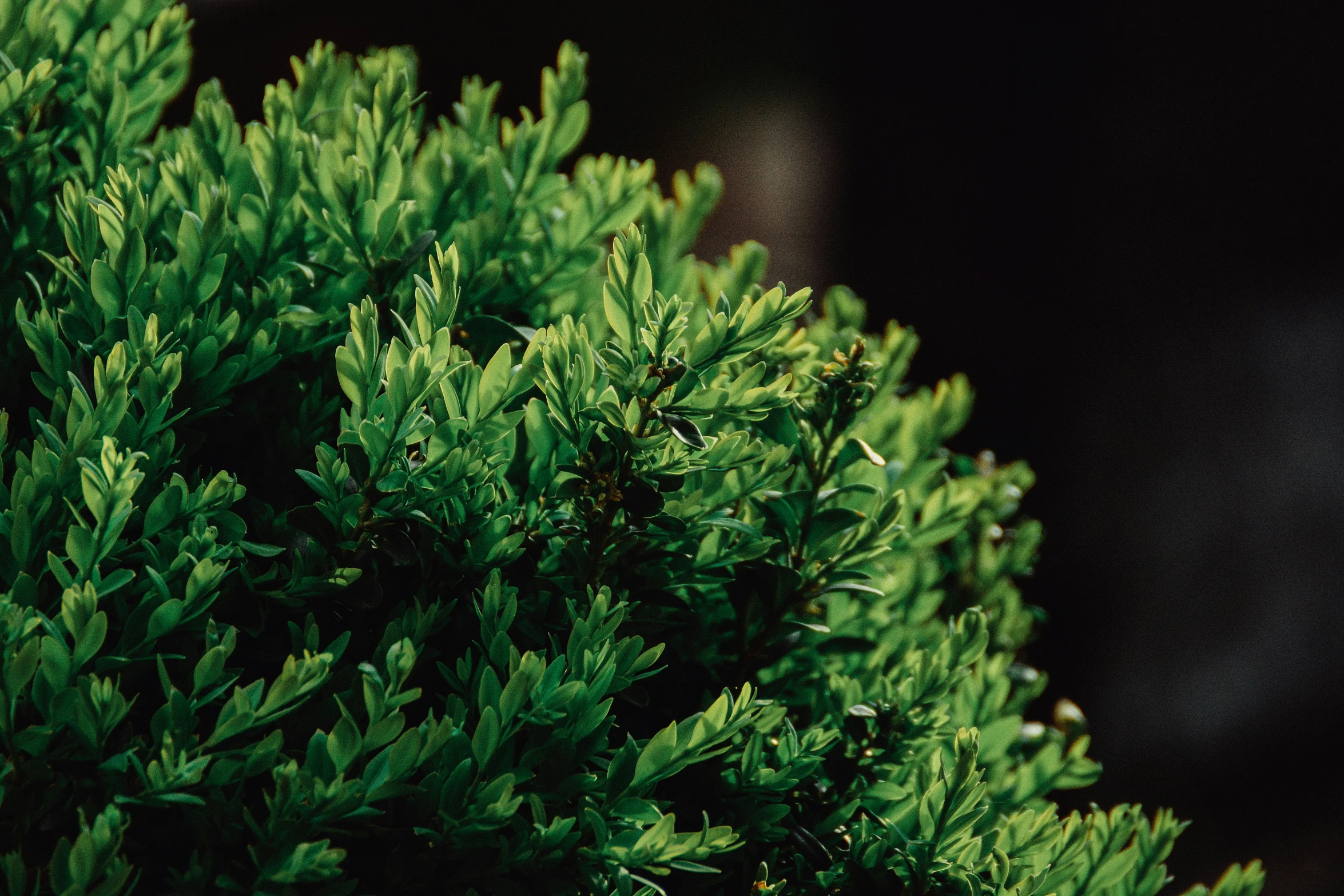 a bush of green foliage in the sunlight