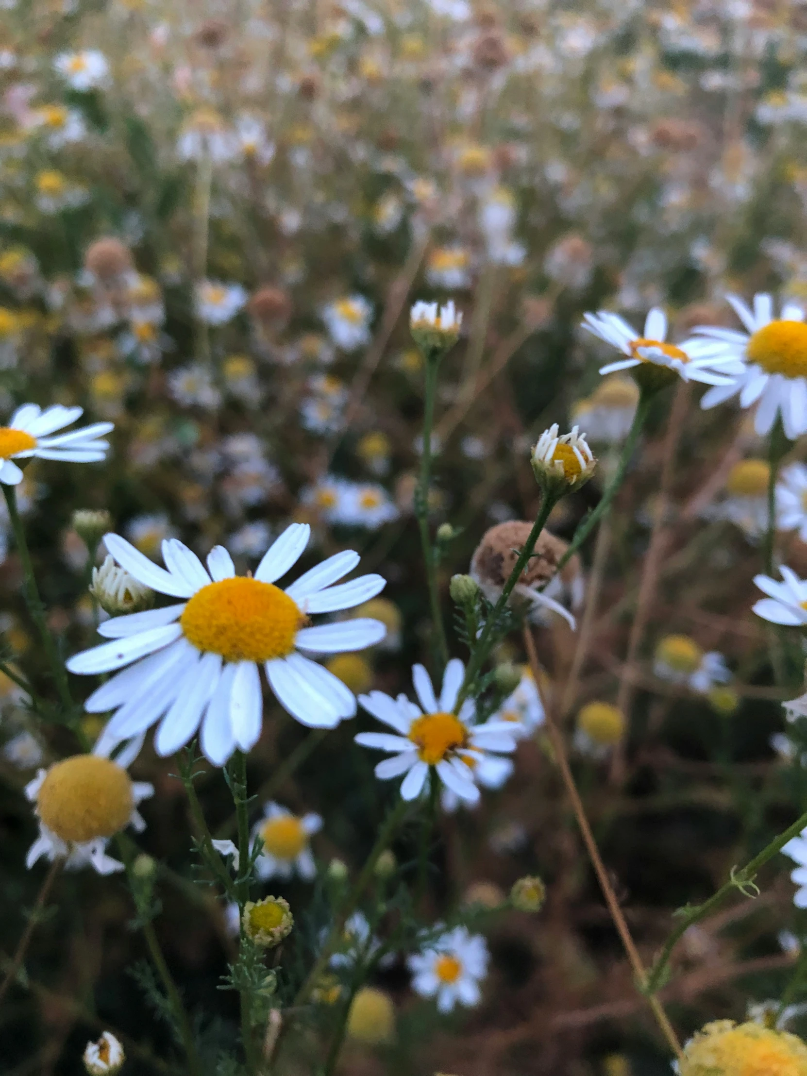 a field full of wild flowers is being shown