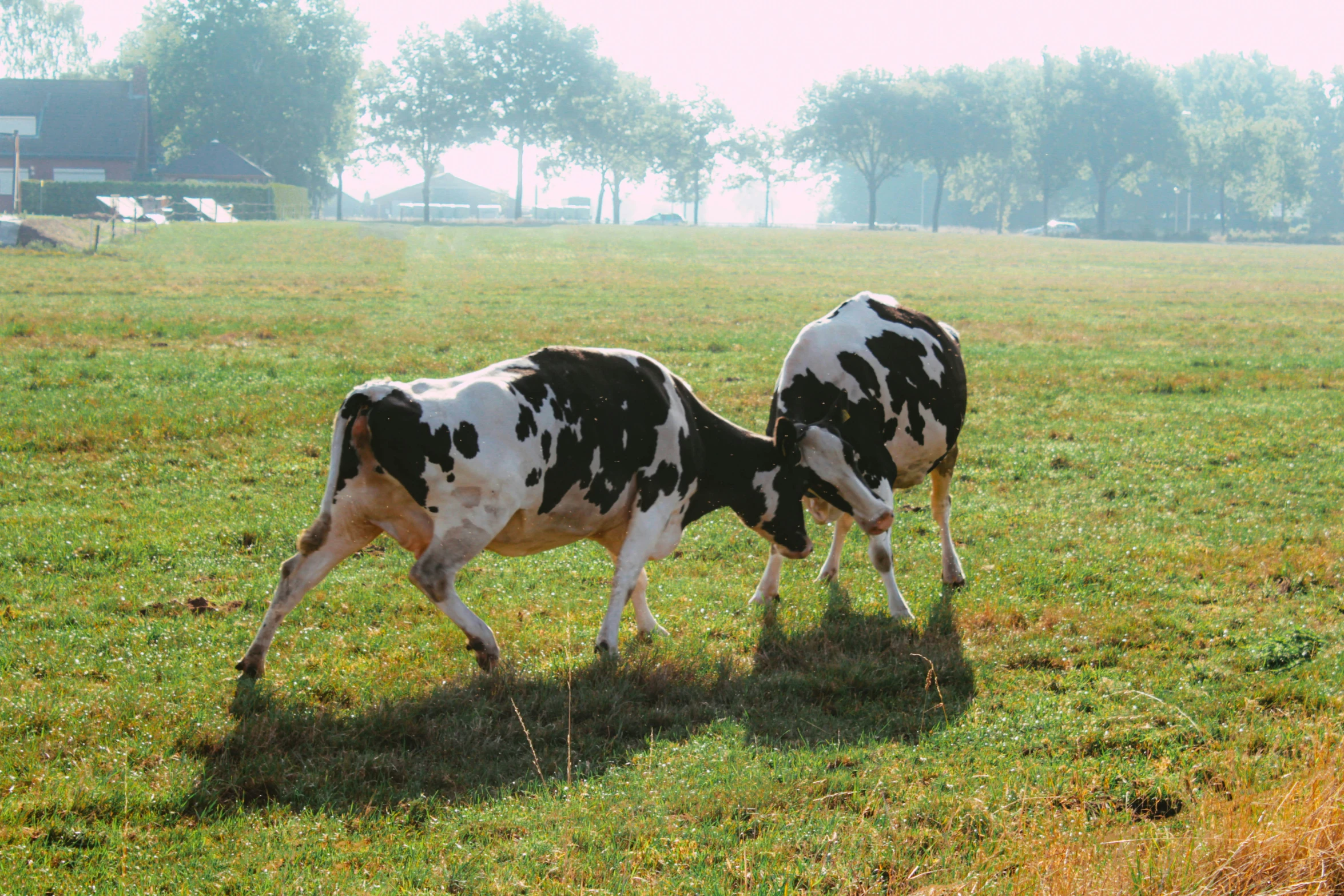 two black and white cows walking across a grass field