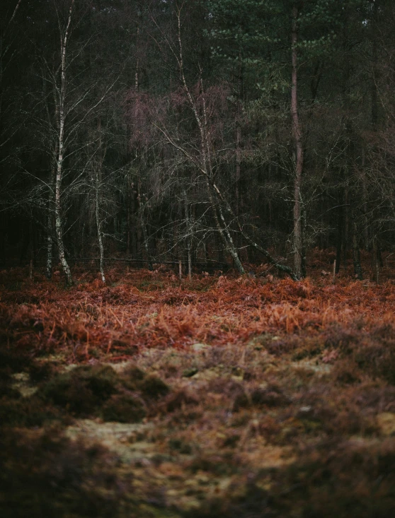 an area with brown grass and trees