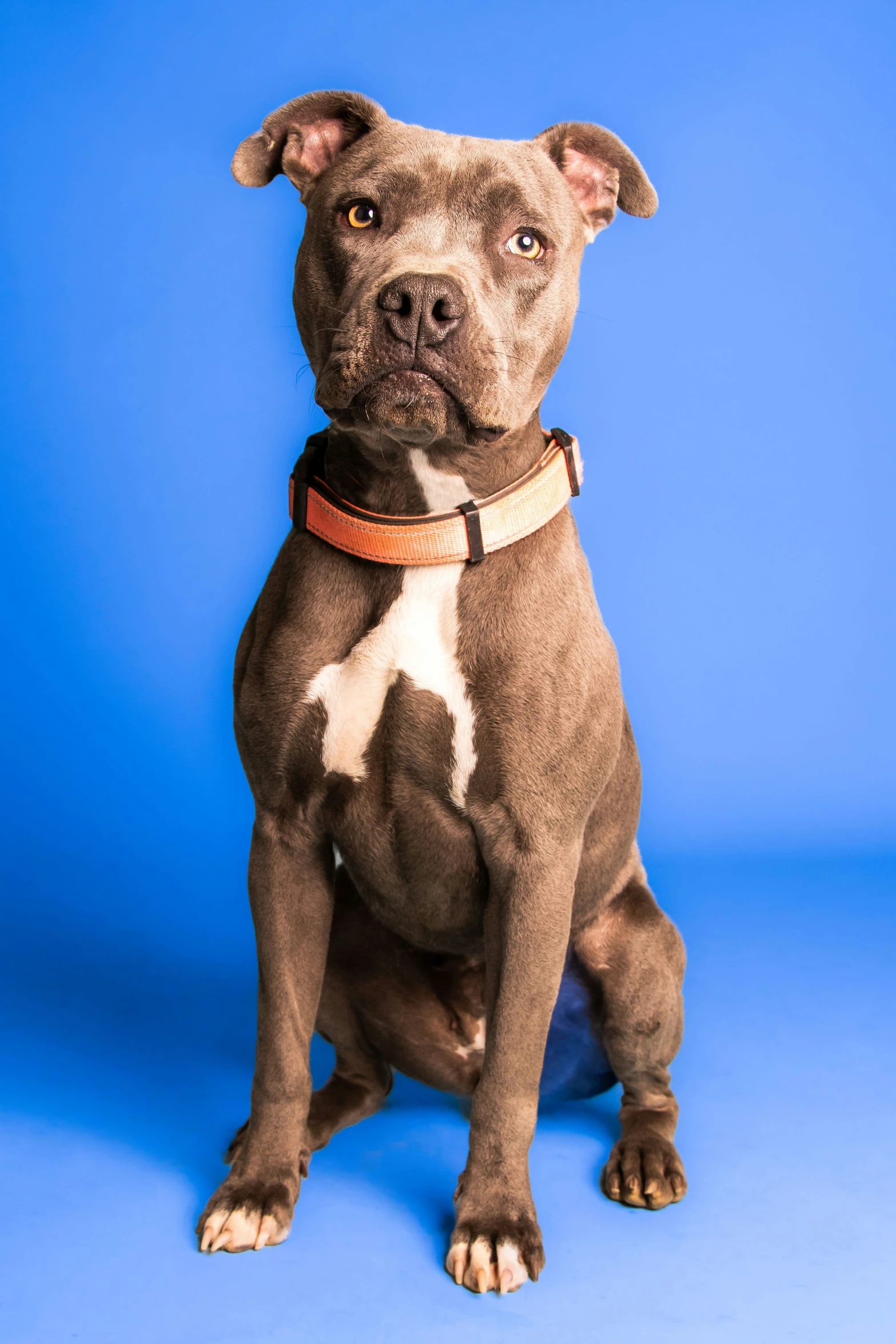 a dog sits with a brown collar and blue background