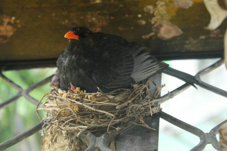 a black bird sitting in a nest on top of a fence