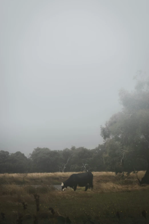 a black animal on grass and trees in the fog