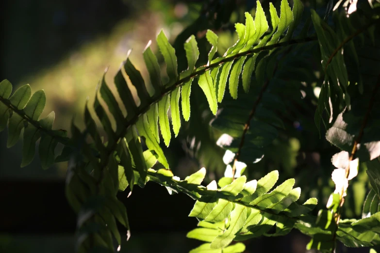 some very bright green leaves on a tree