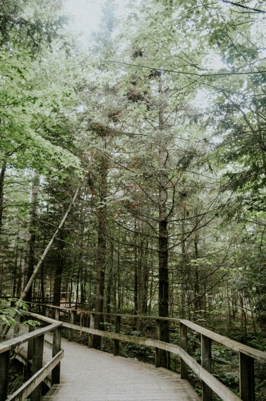 a wooden bridge spans through a pine forest