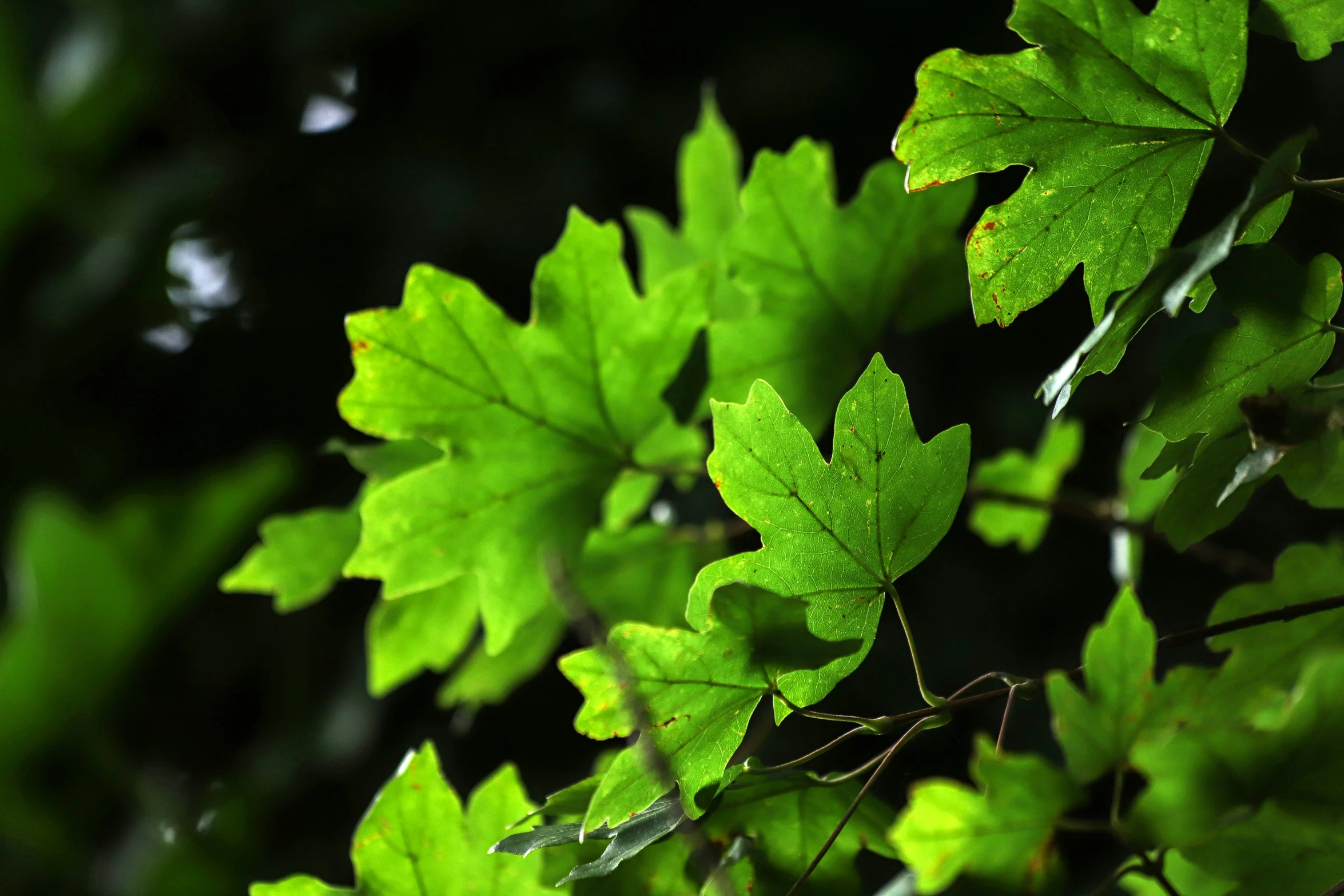 green leaves from tree are seen here in this image