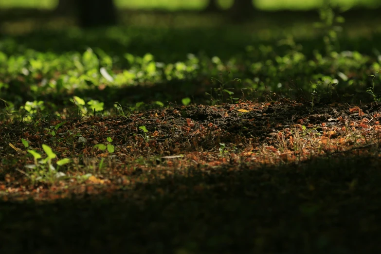 a bird standing in the shade of a tree