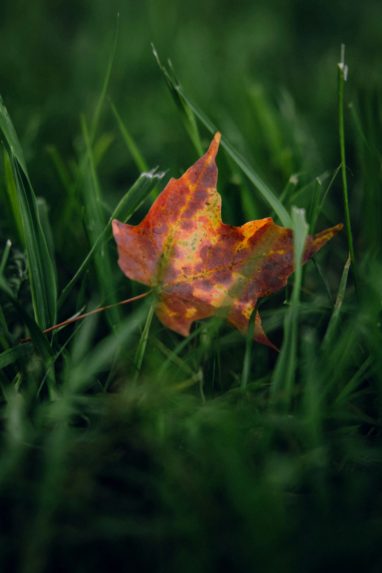 single autumn leaf sitting on green grass