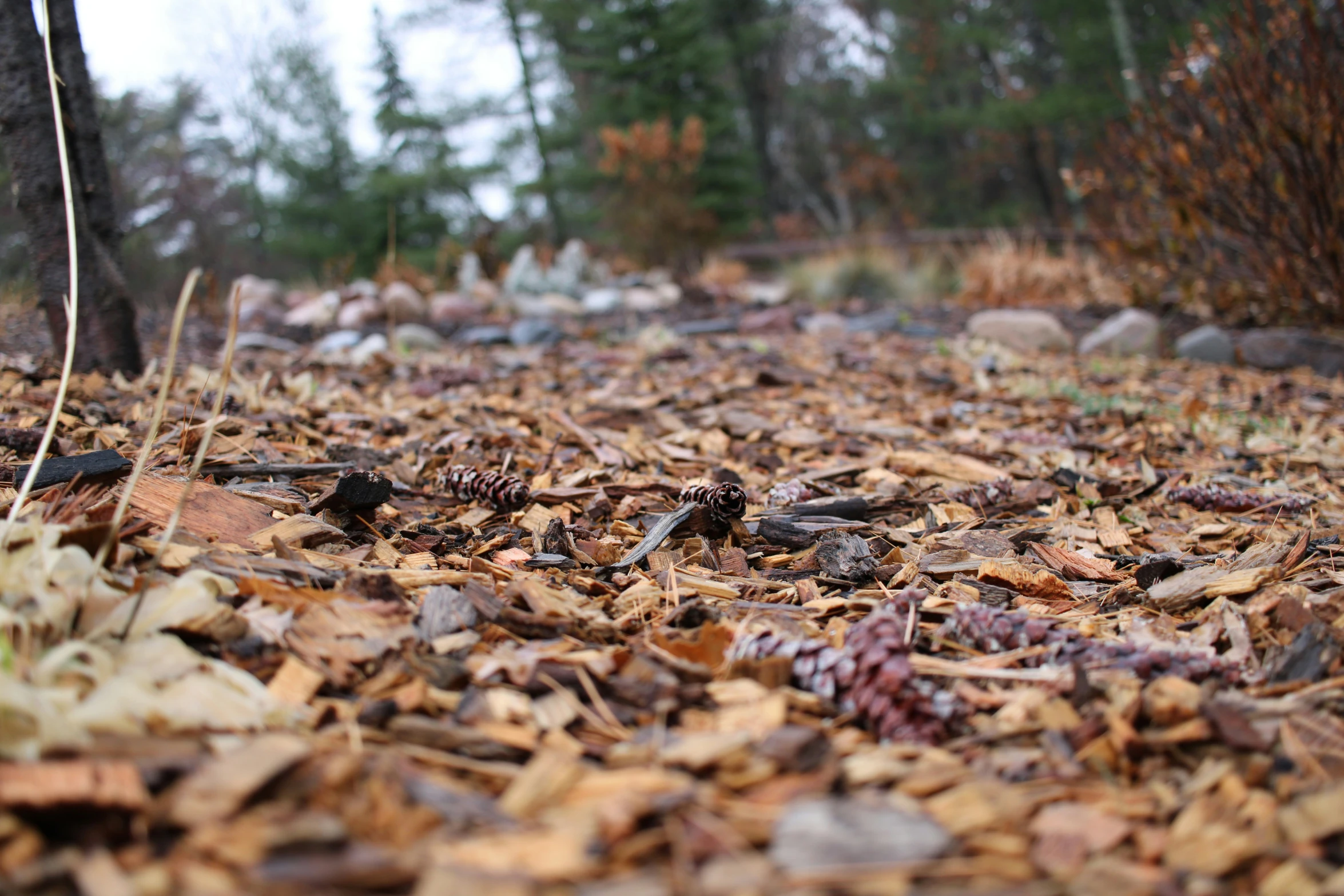 a forest area with leaves, twigs, and pineconis