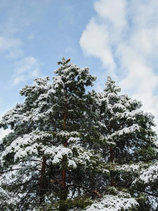 a tall pine forest with a clock tower at the top