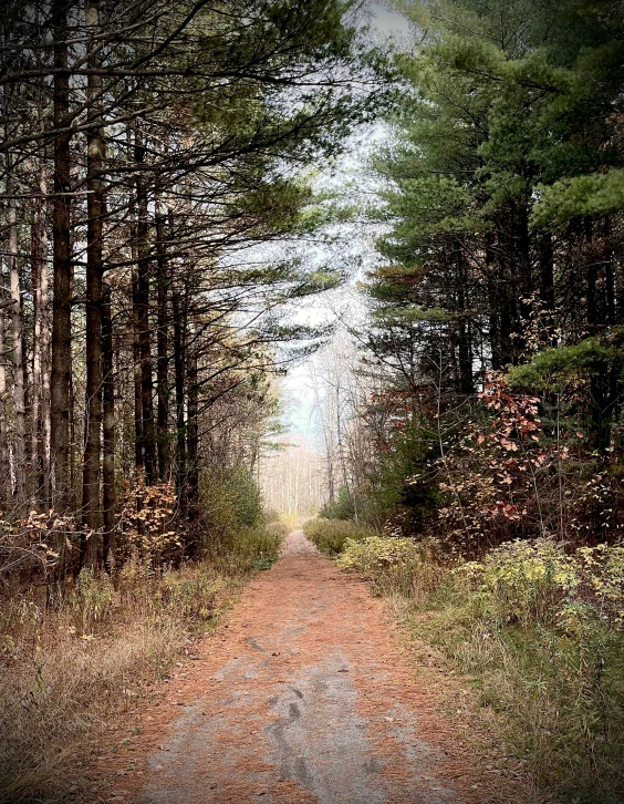 there is a dirt path going between tall trees