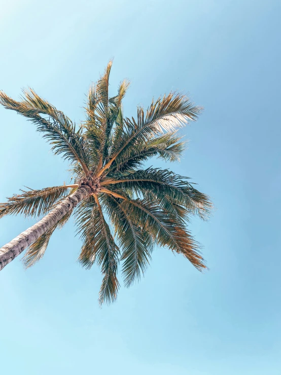 an upturned palm tree on a sunny day