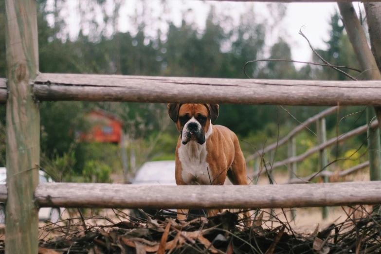 an animal is standing near a pile of nches