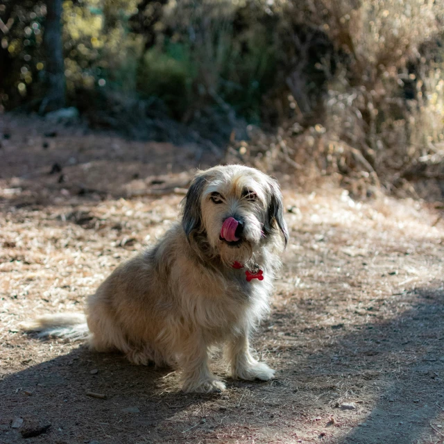 a brown and white dog sitting down in a dirt field