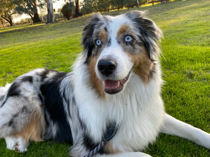 a dog sits on grass with its eyes open