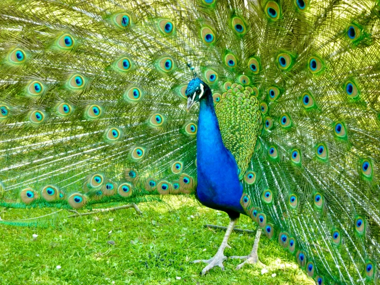 there is a large peacock that has its feathers out