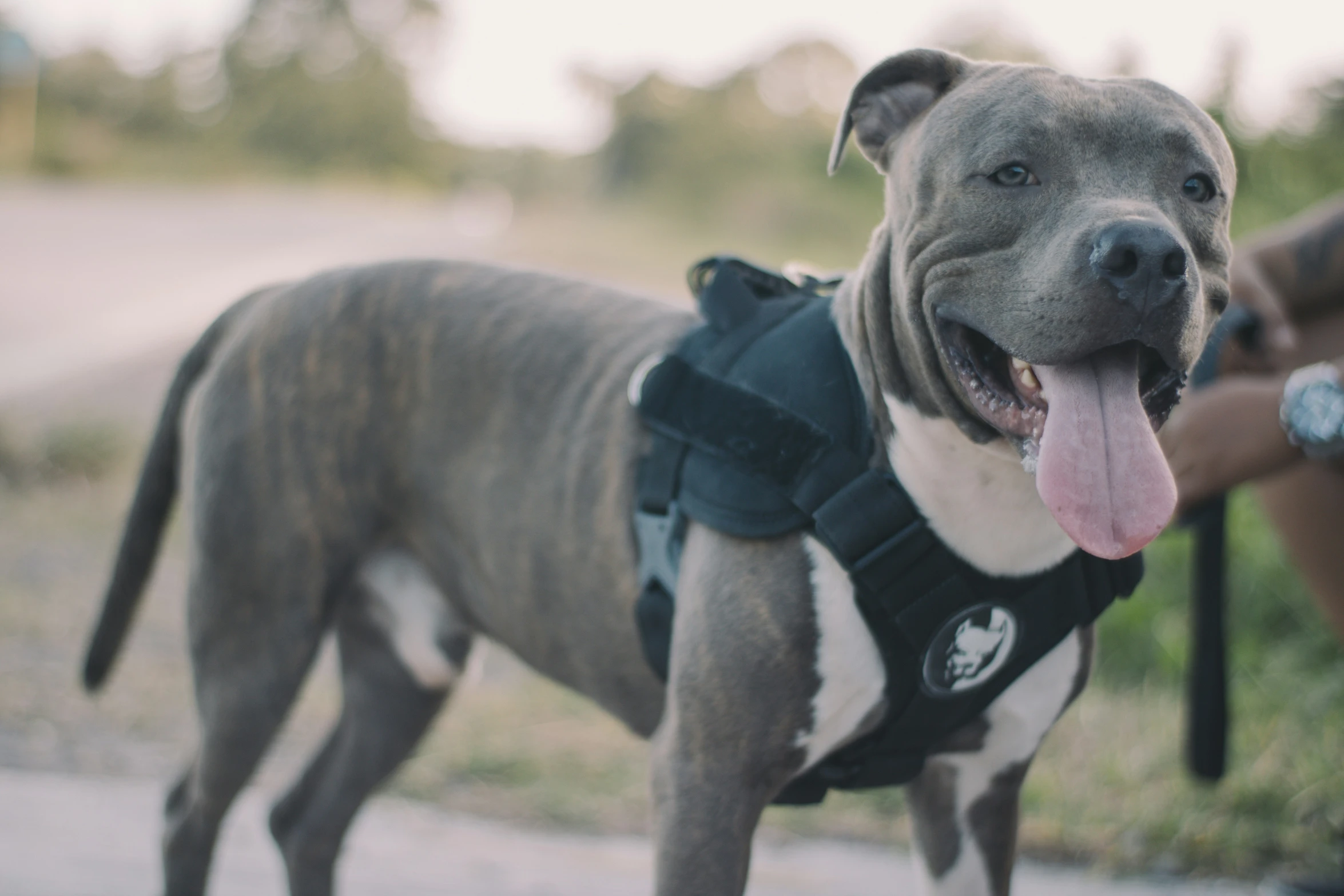 the dog wears a harness and is waiting on the road