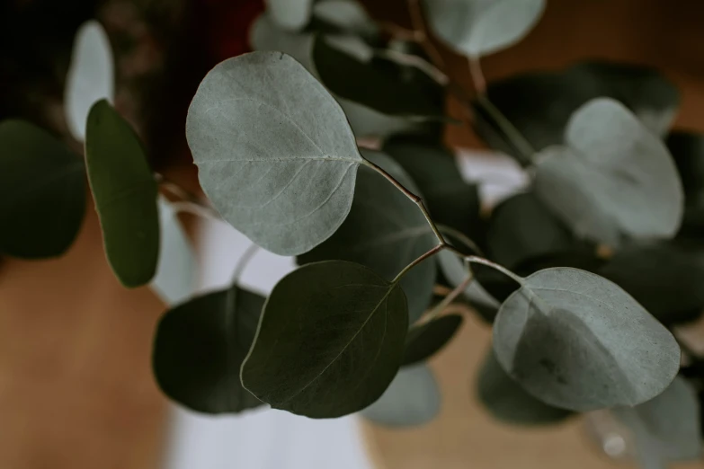 a close up po of a plant with green leaves