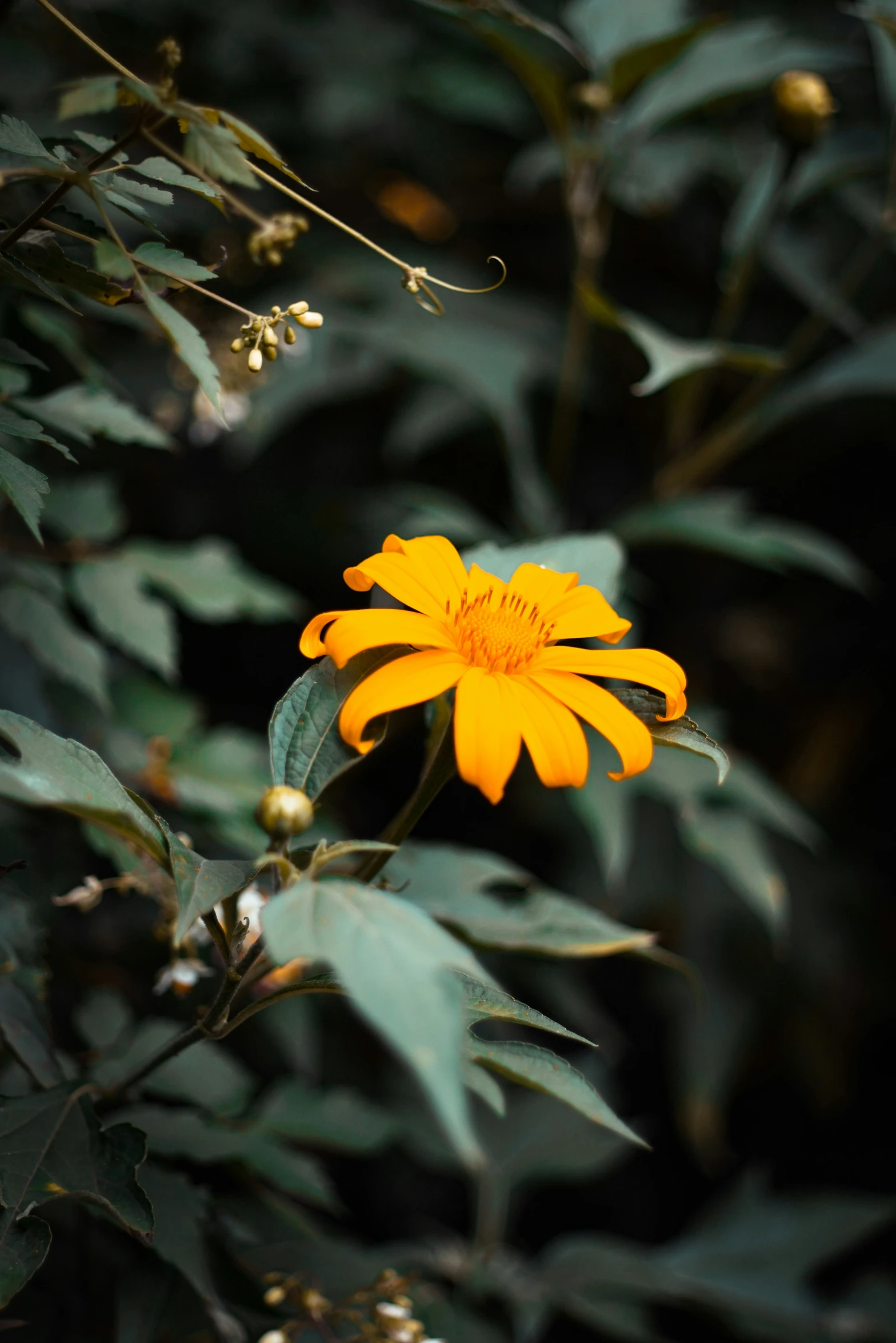 a yellow flower in the middle of some green leaves