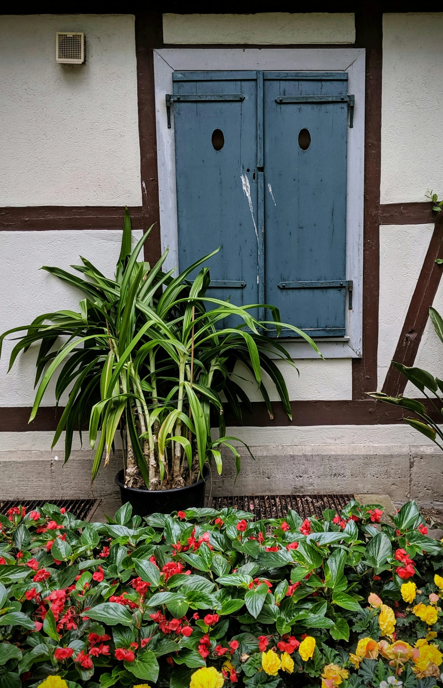 potted plants and flowers outside a house