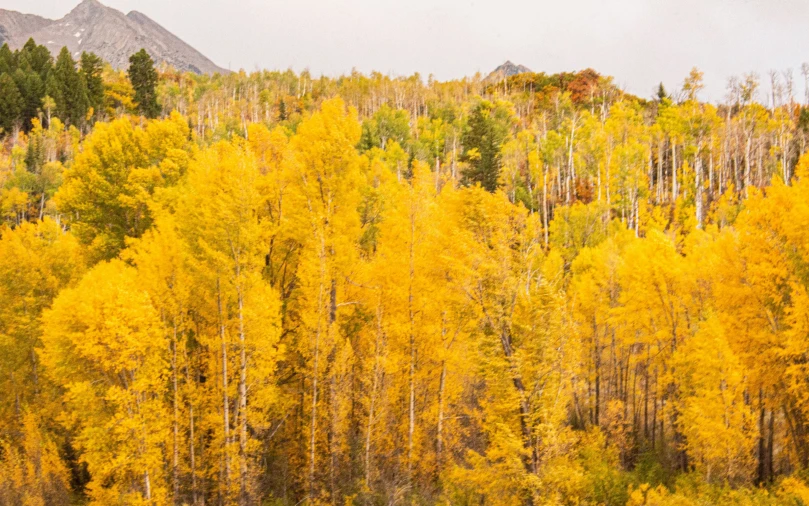 yellow trees in the forest are all full of leaves