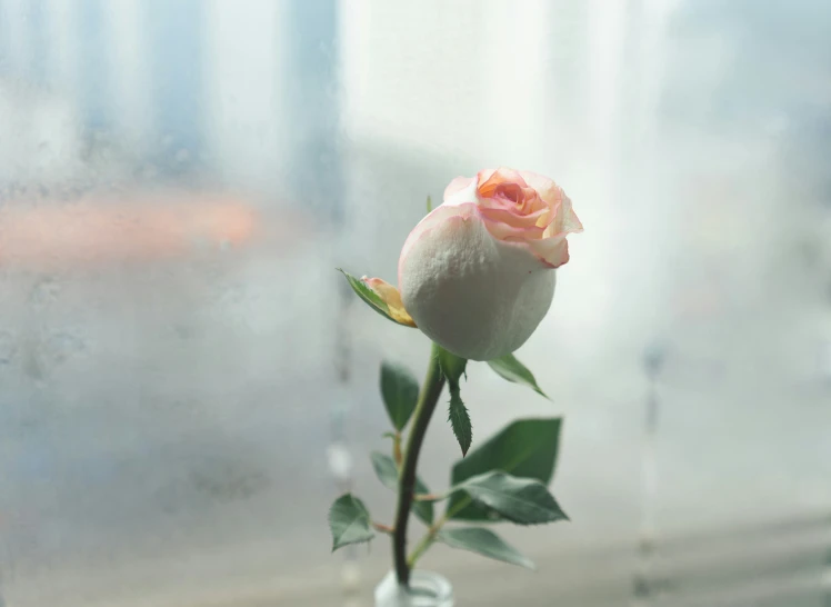 a rose with a green stem sitting on top of it