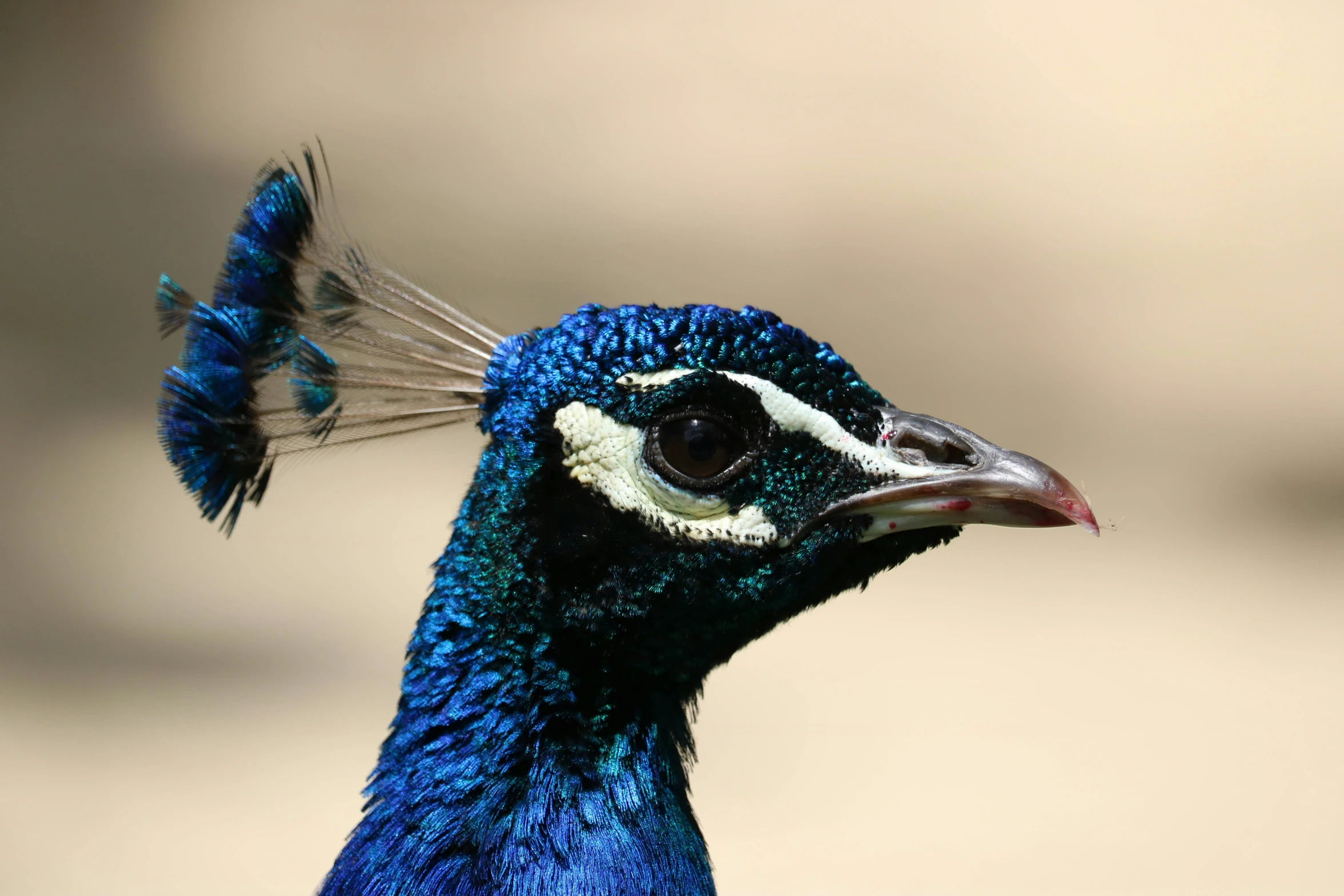 a blue bird with white feathers and brown eyes