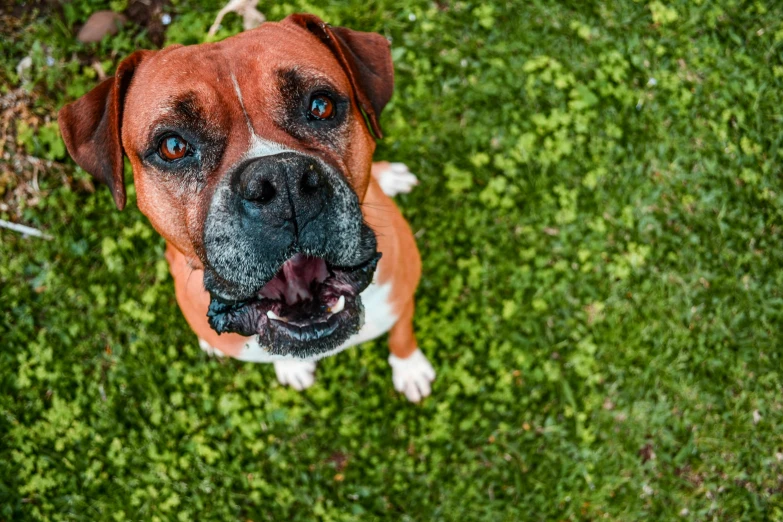 a dog with blue eyes laying in the grass