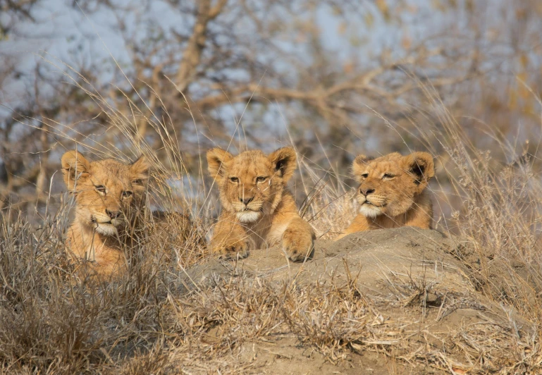 three young lions on a rock looking at the camera