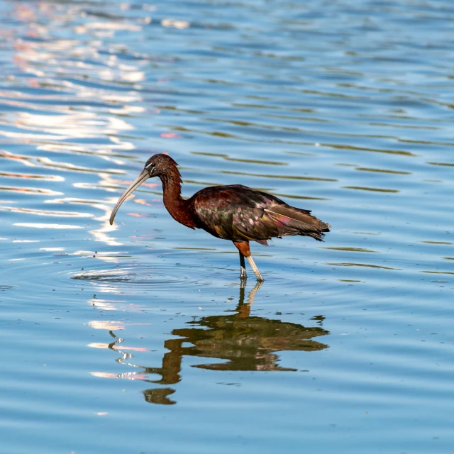 a long legged bird standing in the water