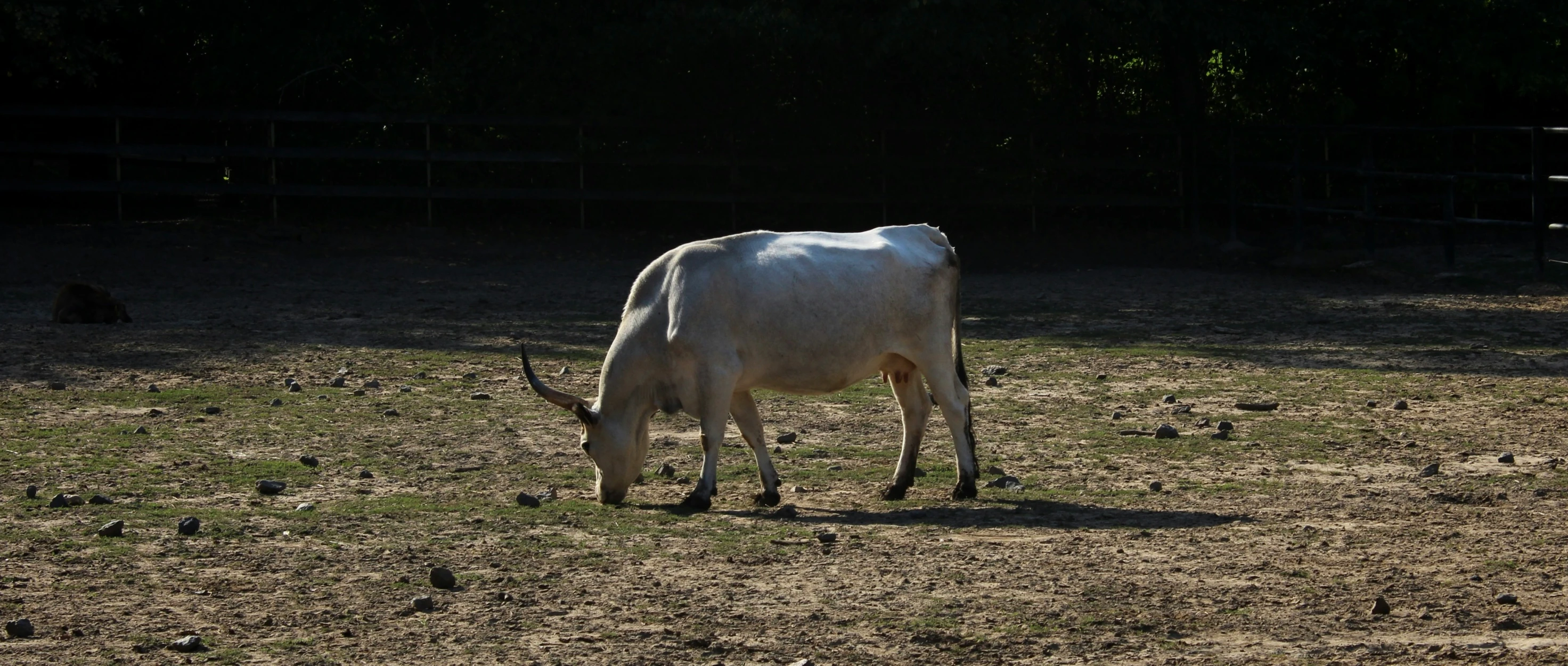 white cattle grazing in brown pasture next to wooden fence