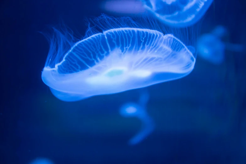 three jelly fish floating in blue water