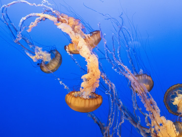 a bunch of jelly fish swimming through the water