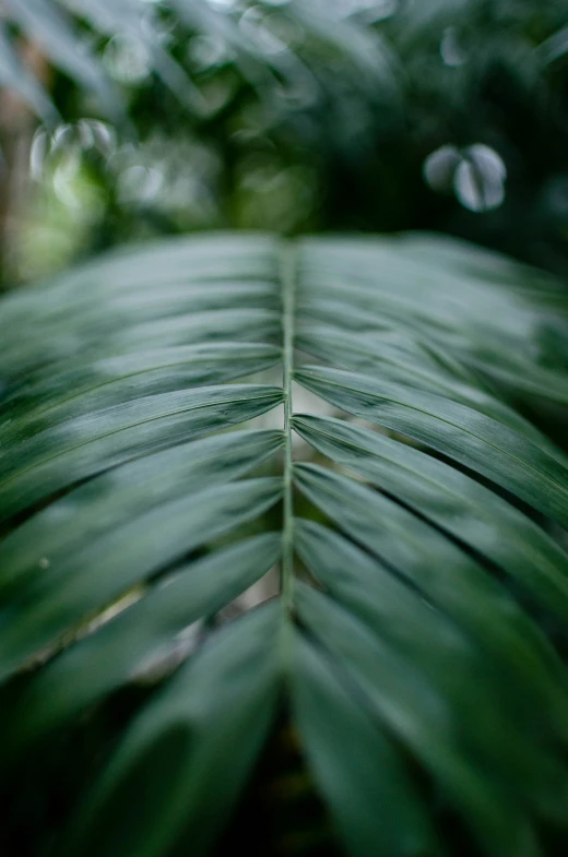 the back end of a large leaf is pictured