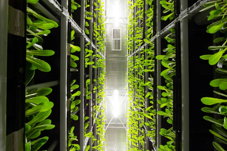 the plants are growing in the rows of racks