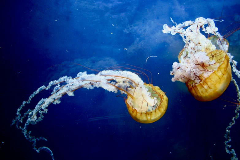 two large sea jellyfish floating near each other