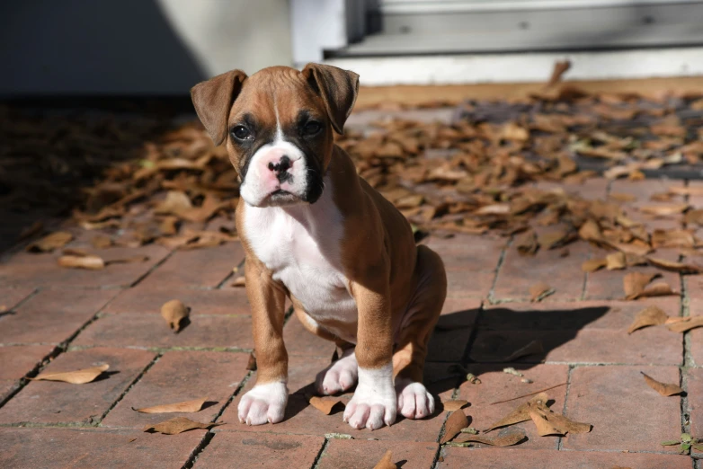 a brown and white puppy sitting on top of a tiled floor