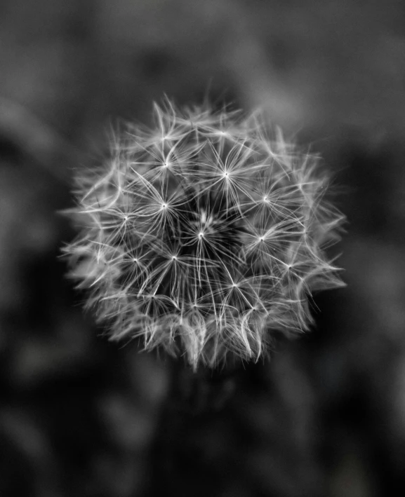 a dandelion flower in a black and white po