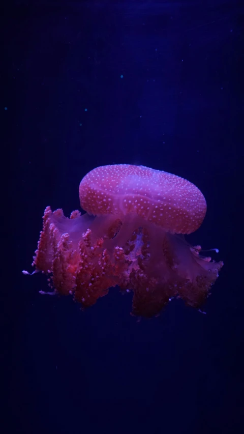 a bright pink jelly fish floating in a dark tank