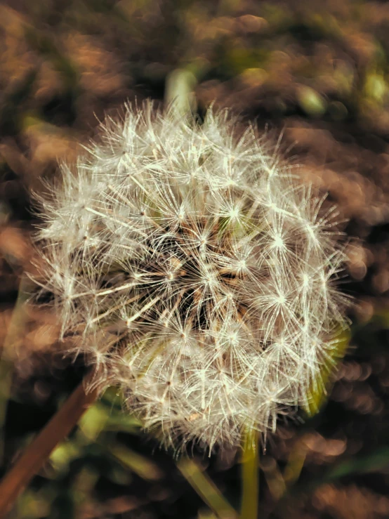 a dandelion sits in the center of the pograph