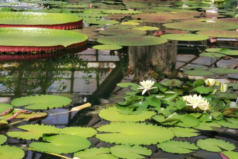 flowers, water lillies and leaves floating in a pond