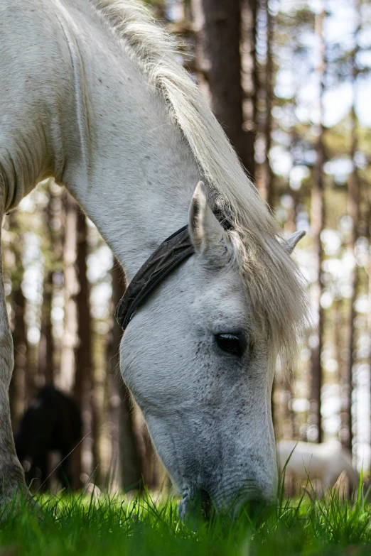 there is a horse that is eating grass in the field