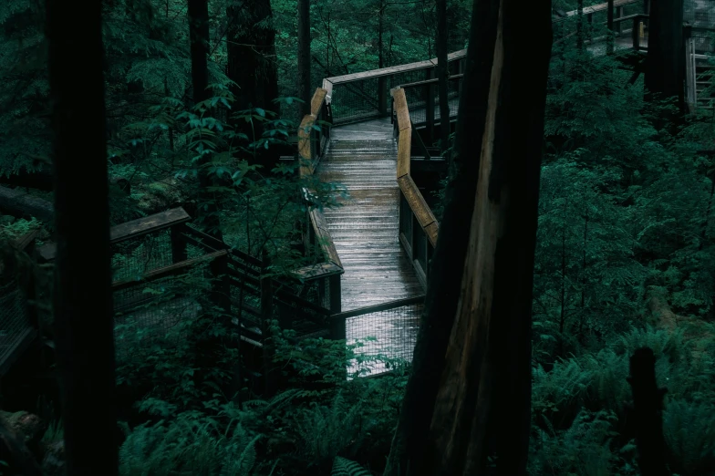 a bridge crossing a river through a forest